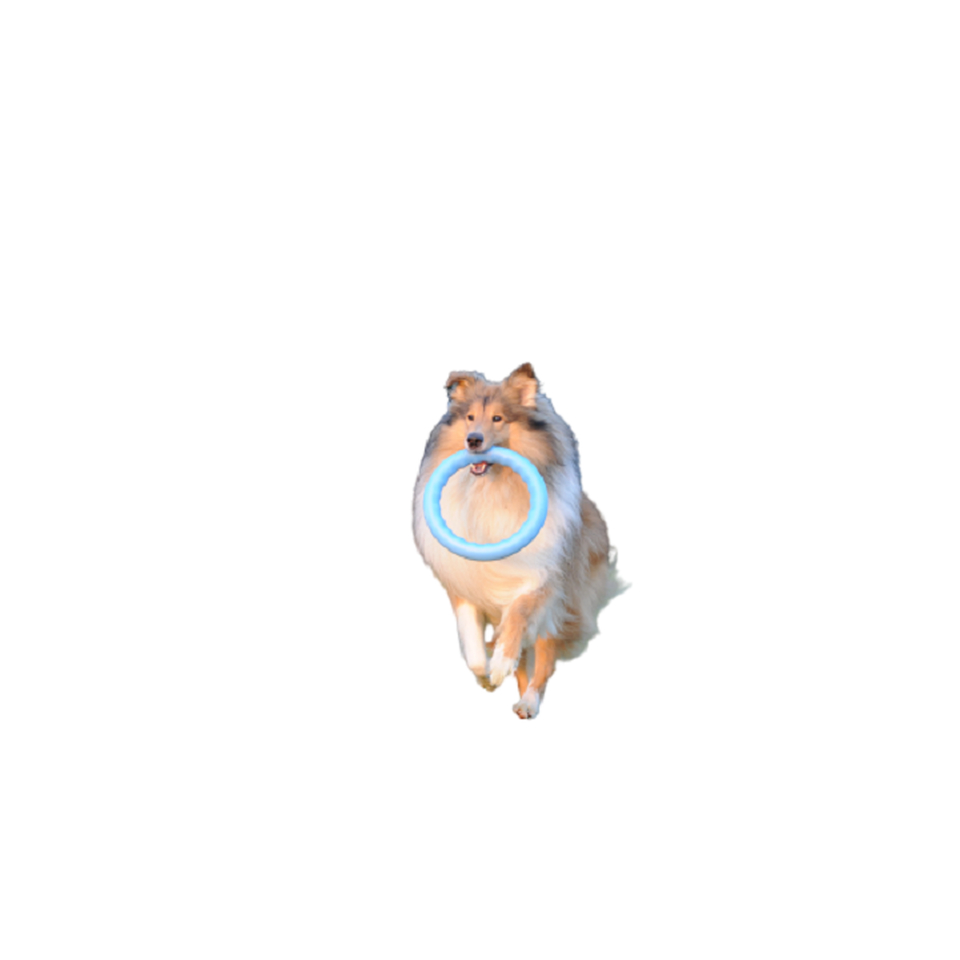 PitchDog 20 игровое кольцо для апортировки голубое, d 20 см
