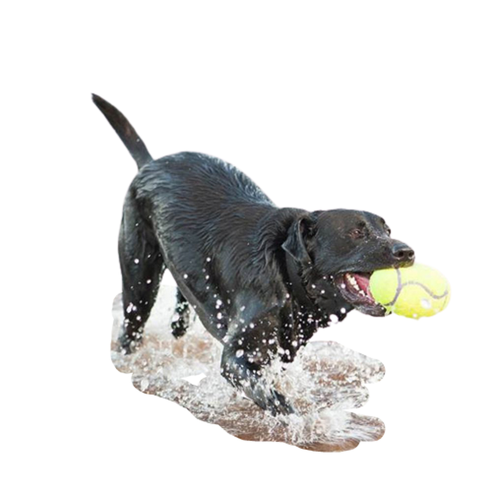 Kong Маленький регби-мяч с пищалкой, игрушка для собак