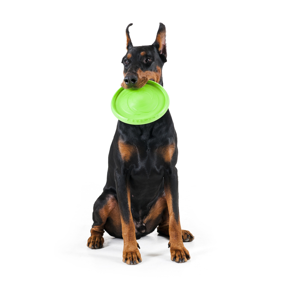 Collar Flyber Standard Летающая тарелка для собак, 22 см