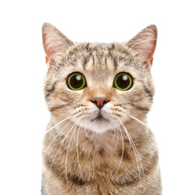 Товары для кошек купить в интернет-магазине Аверия